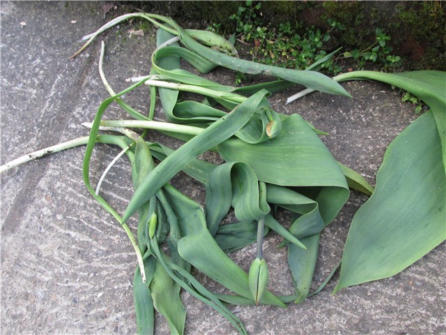 tulipan